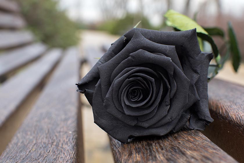 ¿Qué significan las rosas negras?