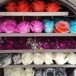 rosas liofilizadas