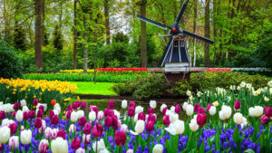 jardín tulipanes Amsterdam