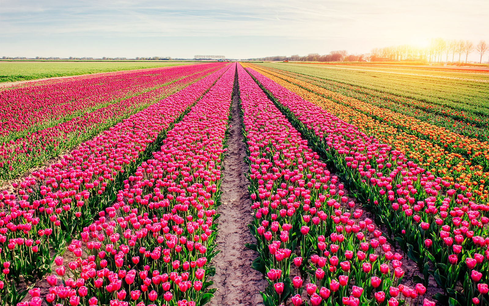 jardín de tulipanes keukenhof 