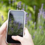 Apps para reconocer plantas