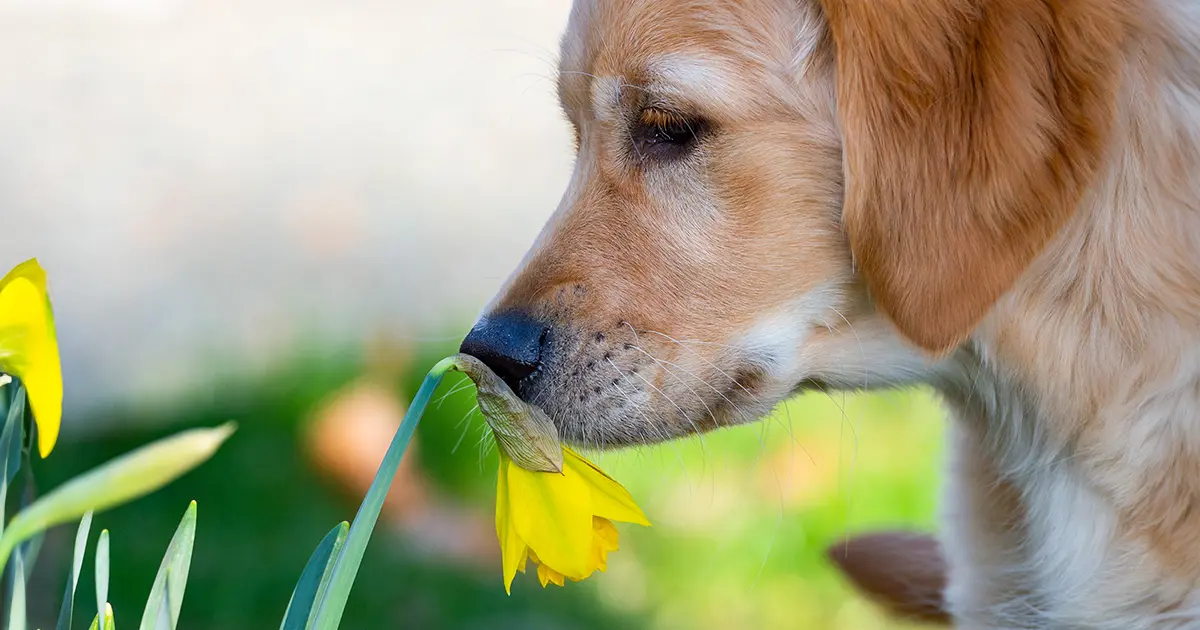 Plantas mortales para perros 