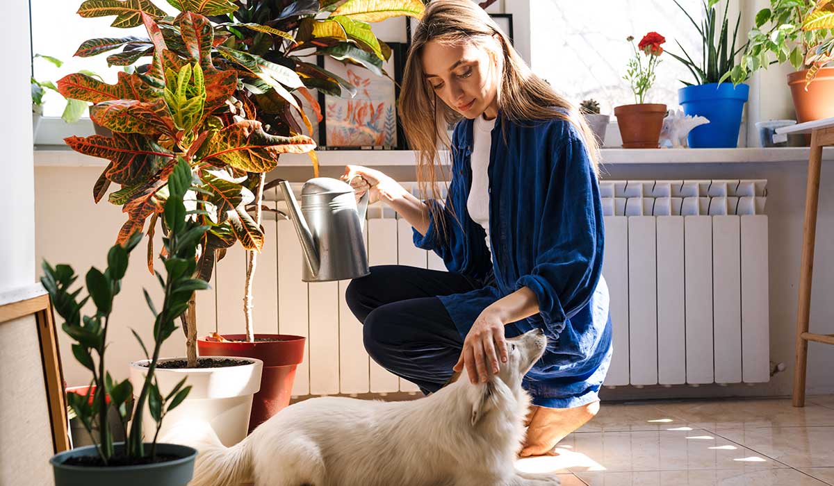 plantas tóxicas para los perros fotos