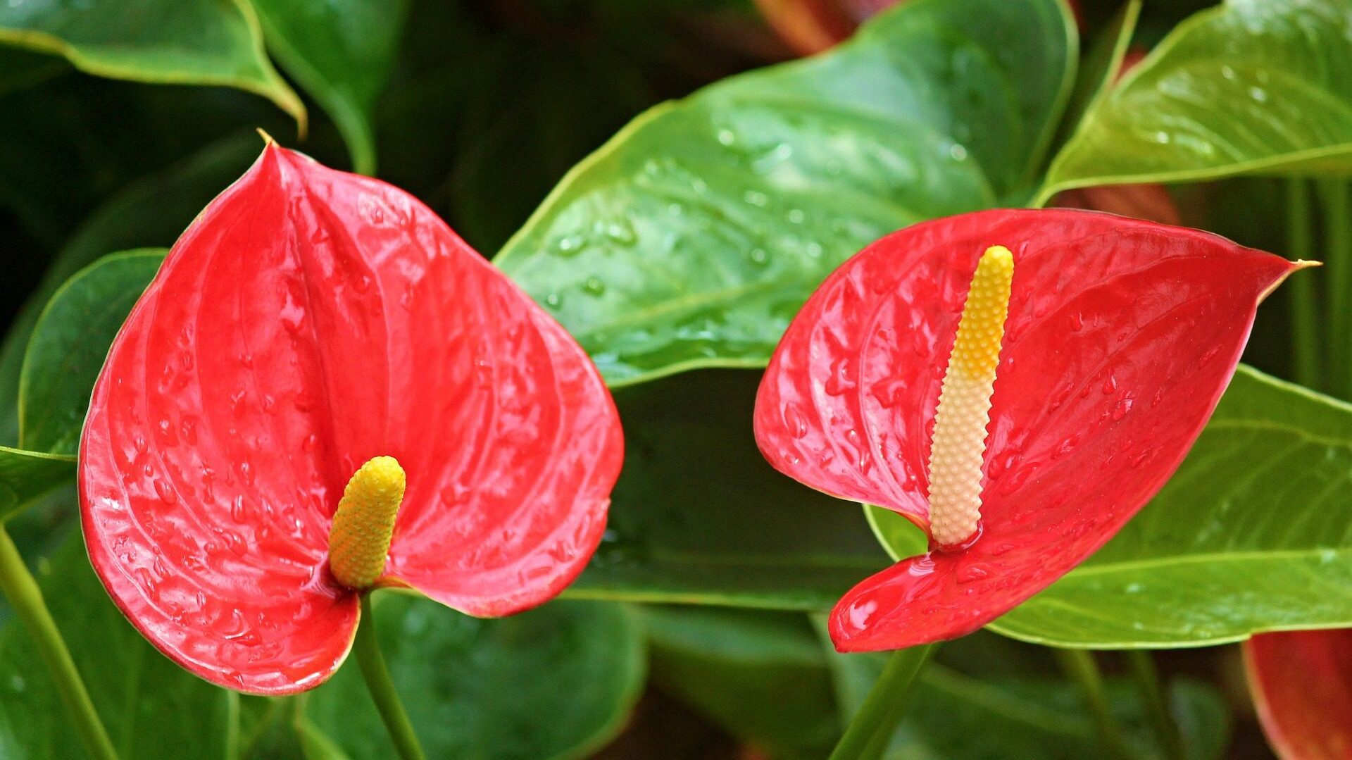 Plantas perjudiciales para los perros 