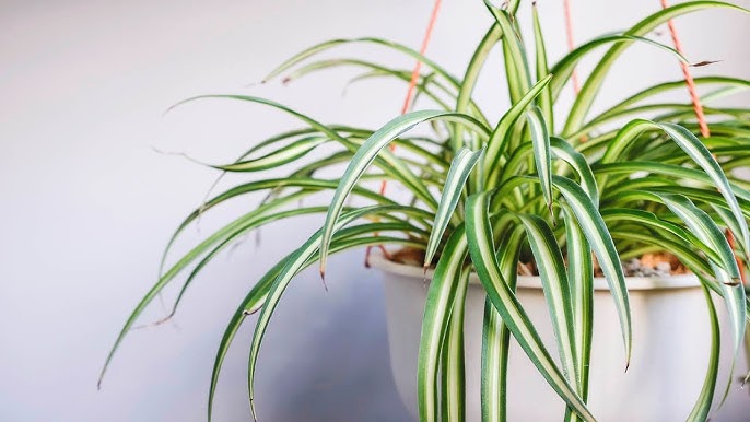 La planta mala madre es tóxica para los perros