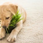 plantas tóxicas para los perros