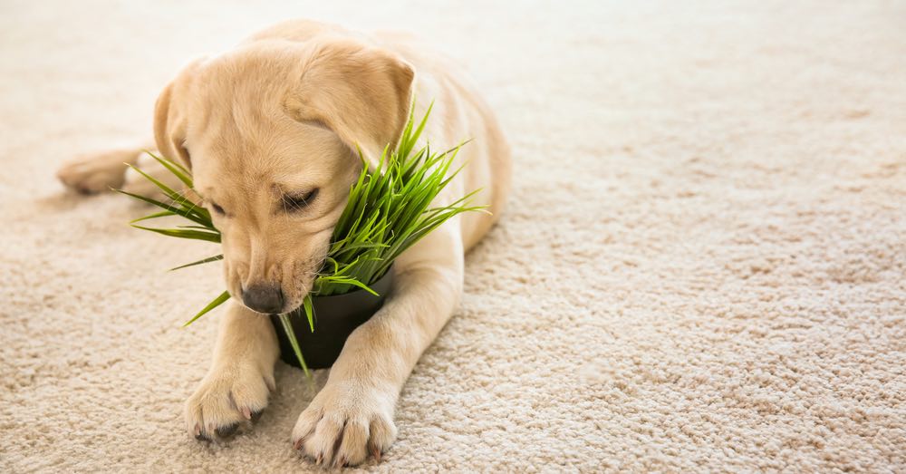 plantas tóxicas para los perros