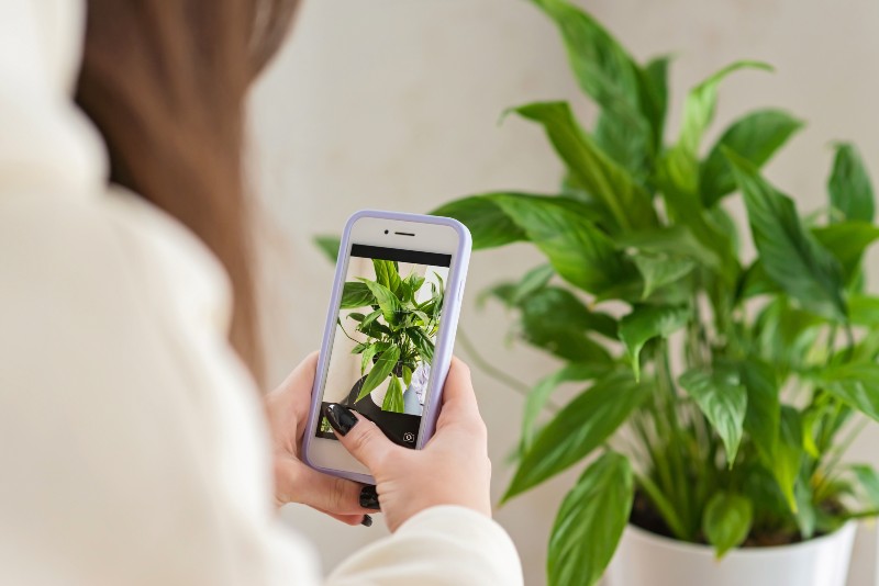 App para reconocer plantas Android 