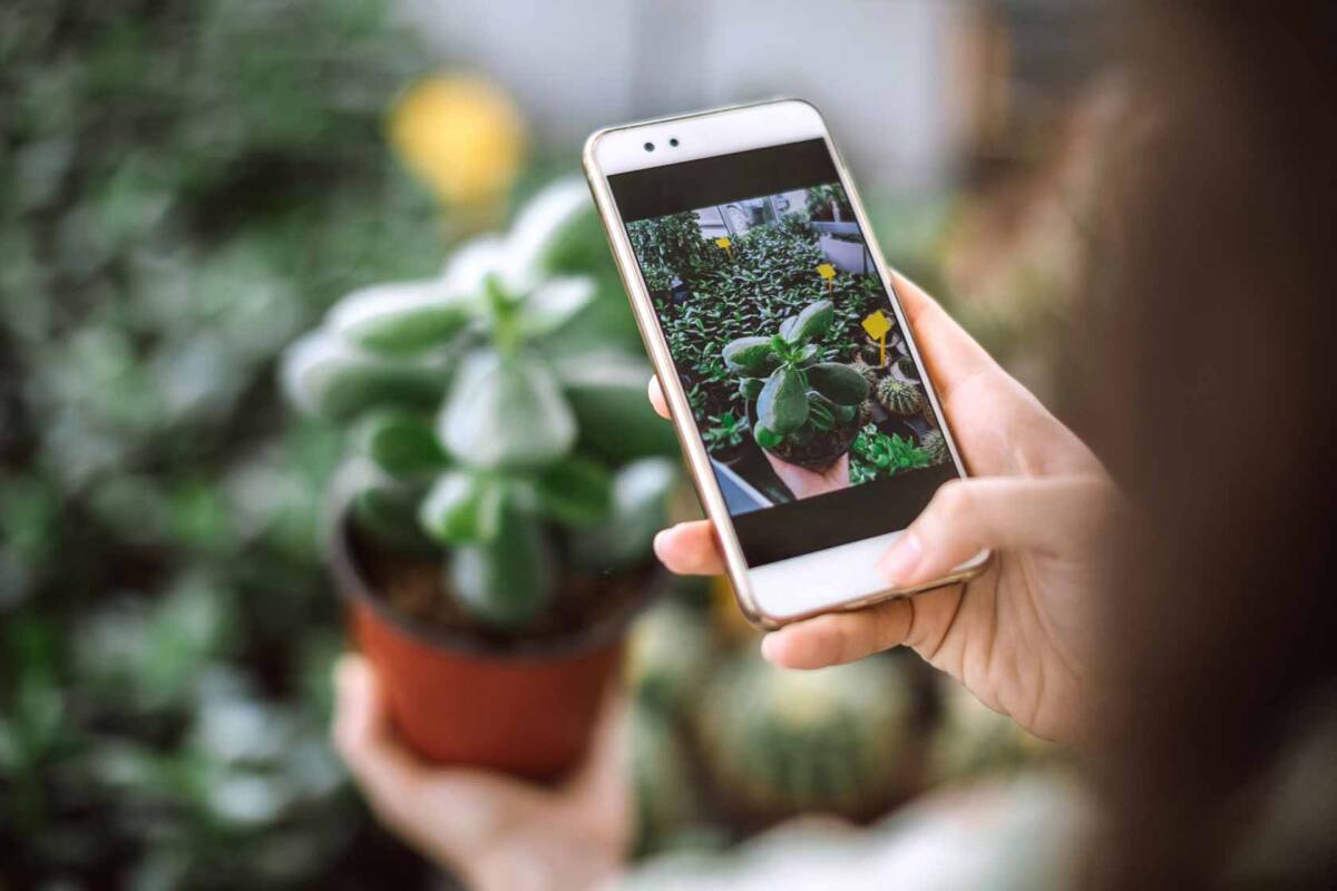 Apps de reconocimiento de plantas 