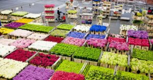 Países exportadores de flores en el mundo