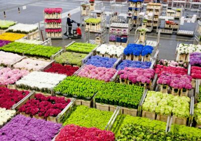 Países exportadores de flores en el mundo
