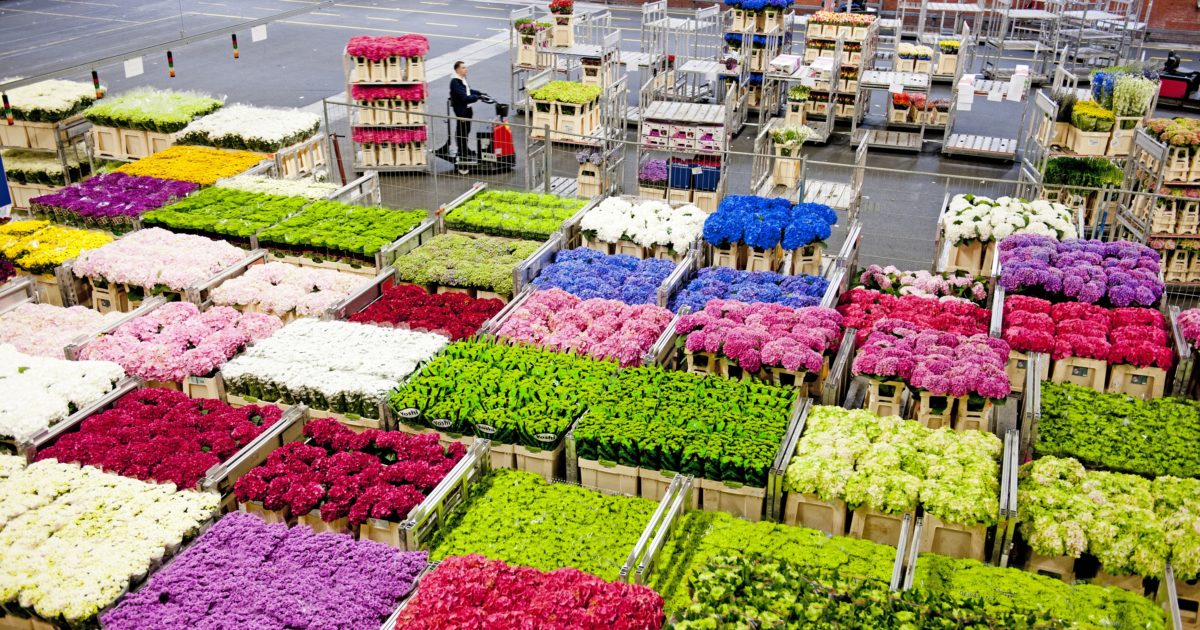 Países exportadores de flores en el mundo