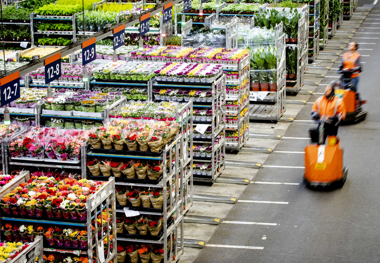 Primer exportador de flores en el mundo 