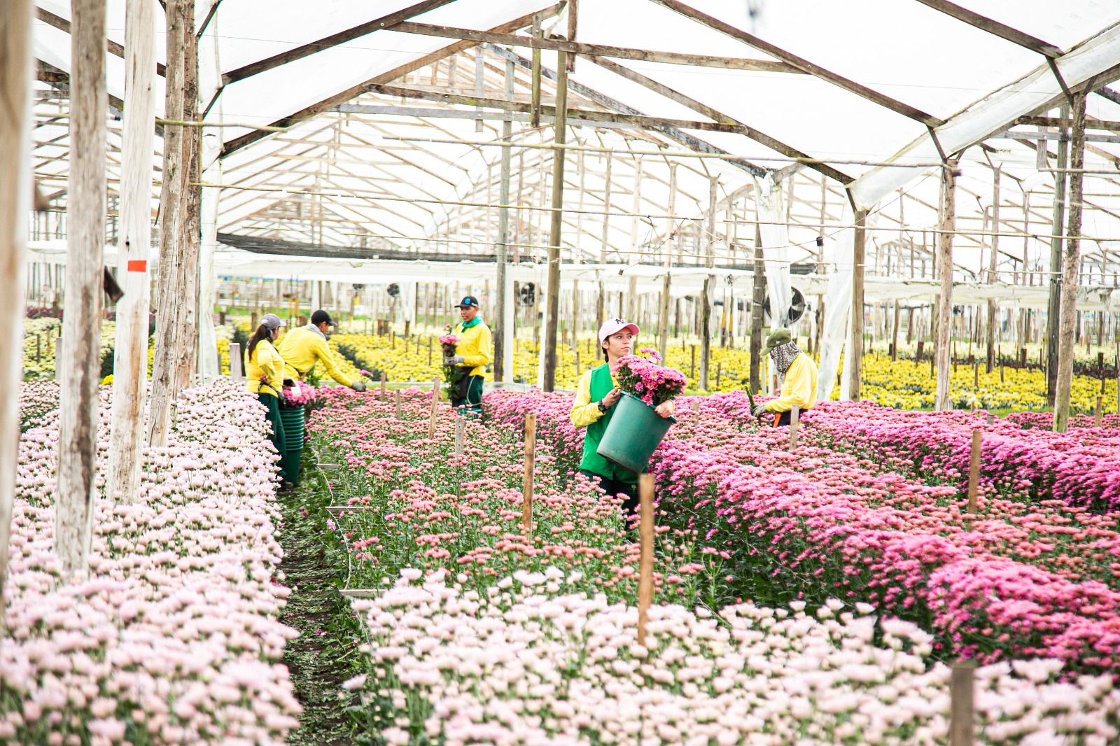 Colombia exportador de flores 