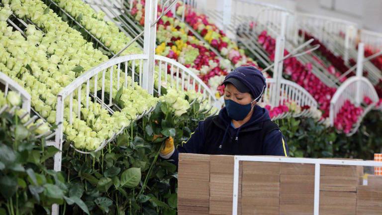 Qué flores exporta Ecuador 