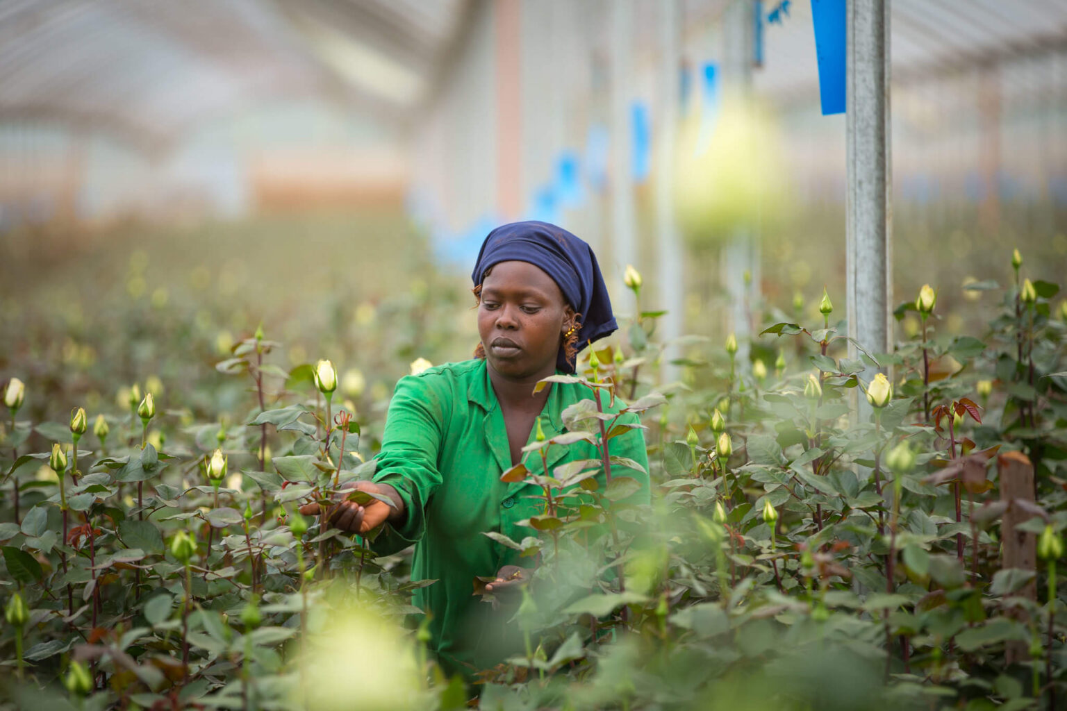 principales exportadores de flores en el mundo 
