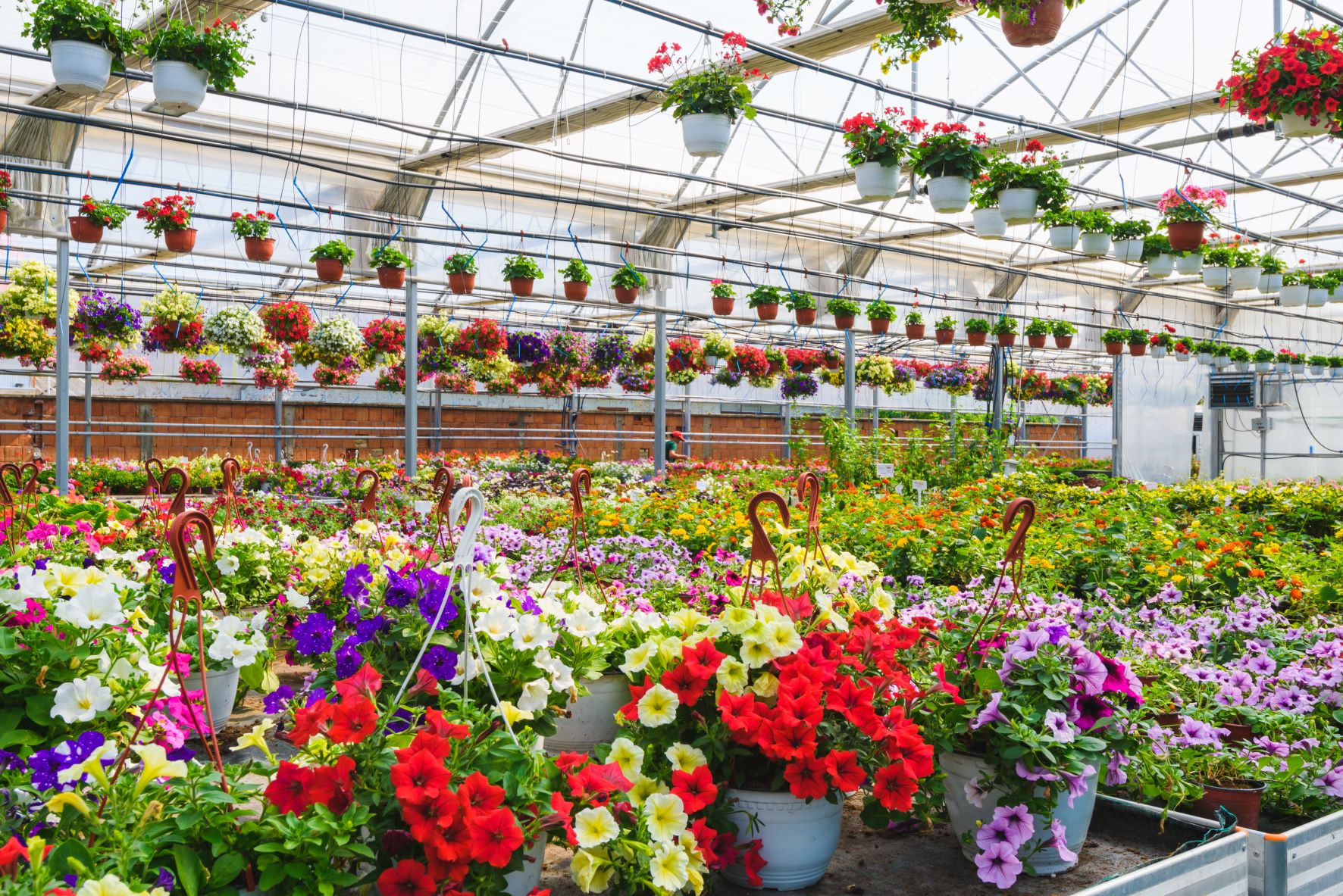 Productores de flores en España 