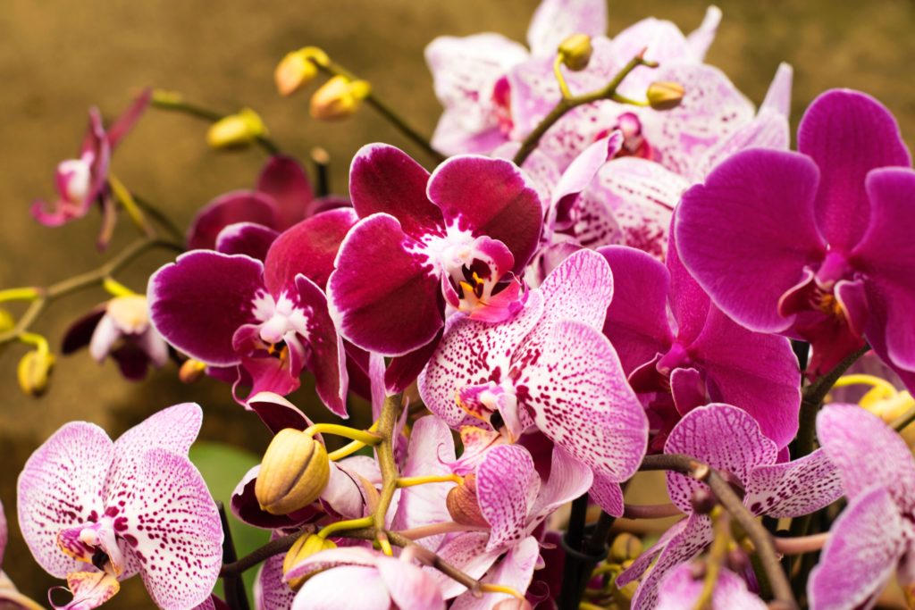4 Cuidados básicos de las Orquídeas