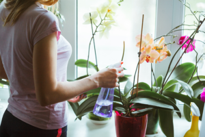 4 Cuidados Básicos de las Orquídeas