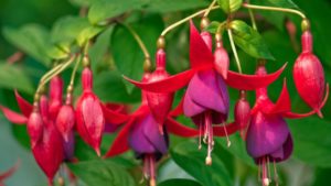 10 flores de invierno