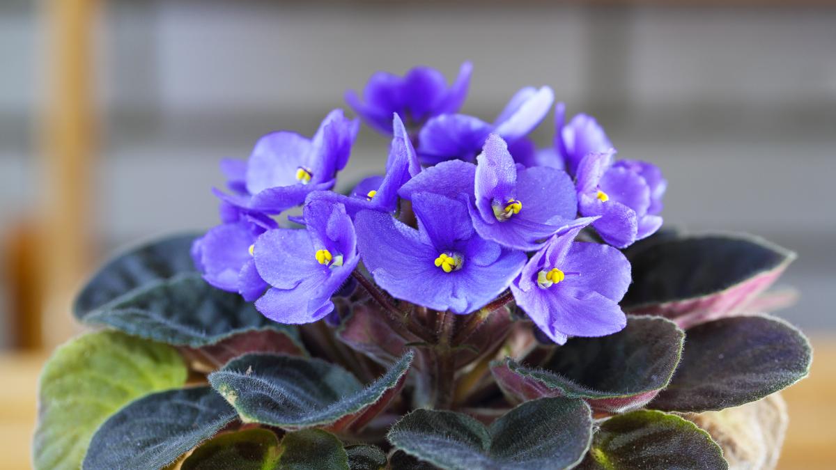 flores que florecen en invierno 