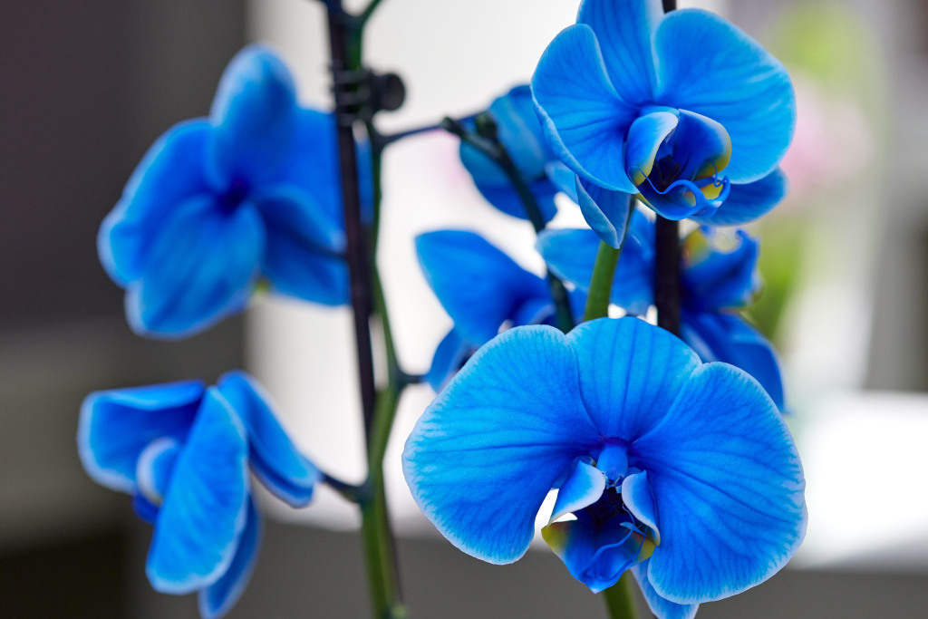 colores de orquídeas naturales