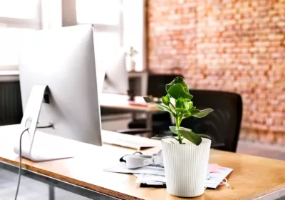 plantas que ayudan a la concentración