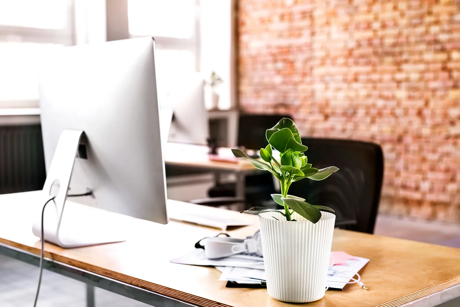 plantas que ayudan a la concentración