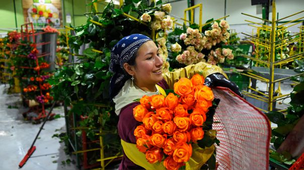 San Valentín y la rosa de Ecuador