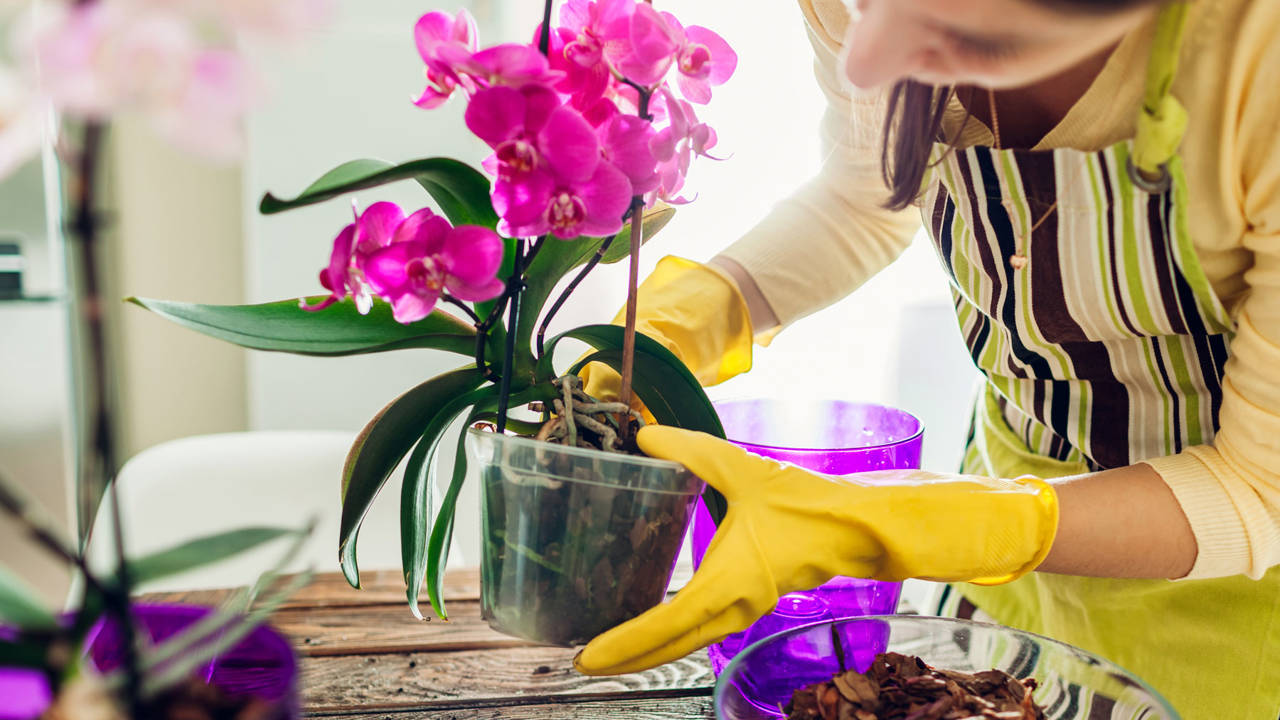 cómo trasplantar orquídeas