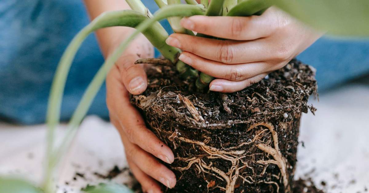 cómo trasplantar orquídeas en casa