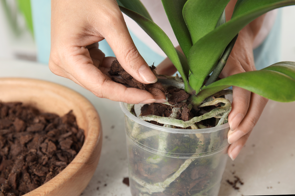 cómo trasplantar orquideas en maceta