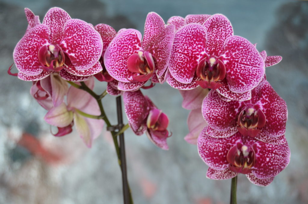 Las orquídeas y sus Leyendas