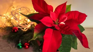 decoración con flor de pascua Navidad