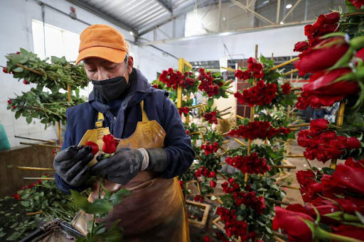 Rosas de Ecuador