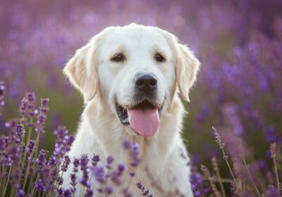 plantas no tóxicas para perros y gatos