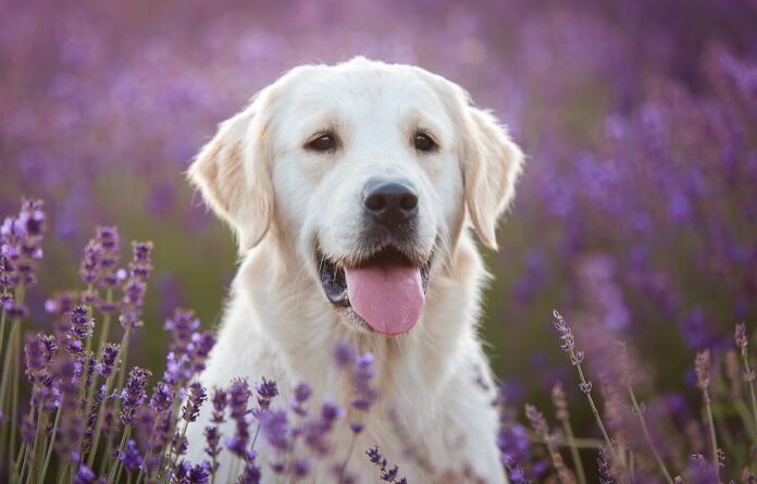 plantas no tóxicas para perros y gatos