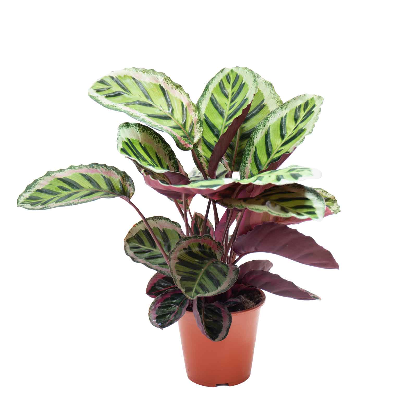 Plantas que no necesitan luz directa