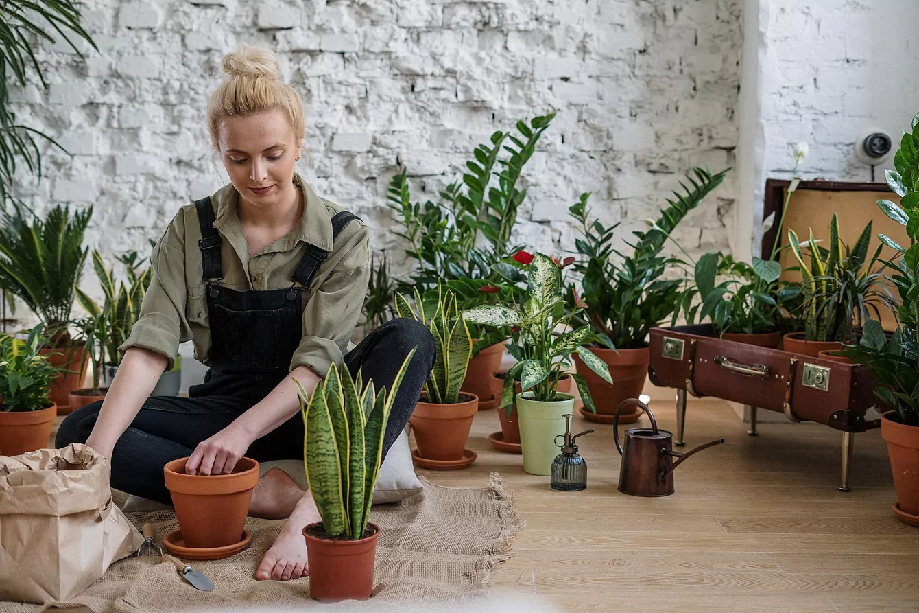 plantas de interior que no necesitan luz natural