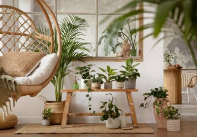 Plantas que no necesitan mucha luz solar