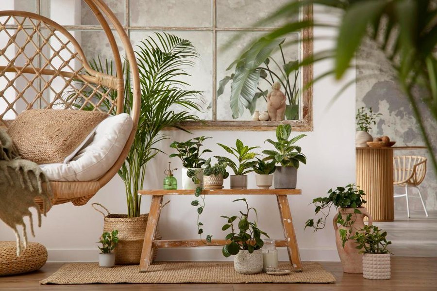 Plantas que no necesitan mucha luz solar