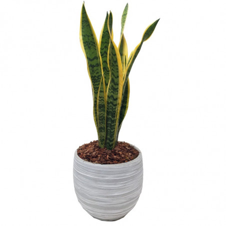 Plantas de interiores que no requieren mucha luz 