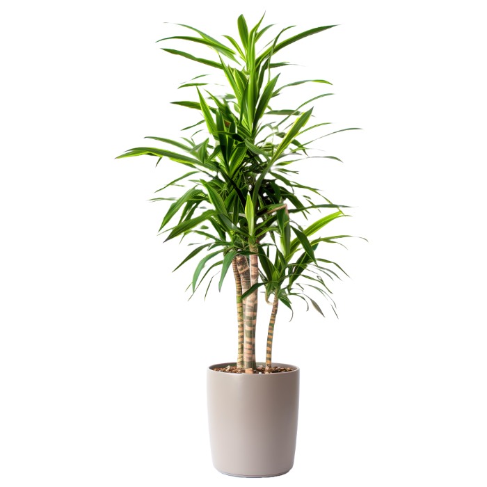 Plantas de interior que no necesitan luz natural