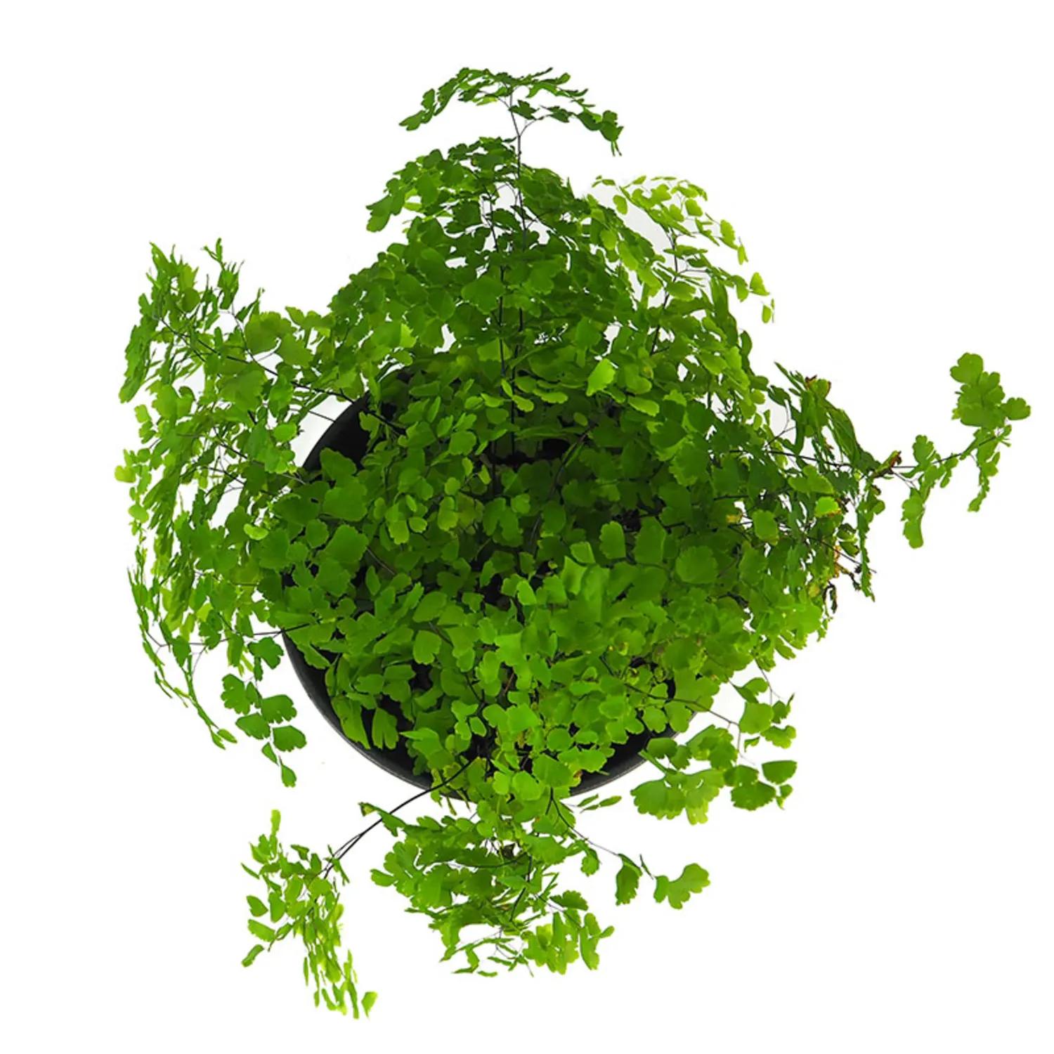 Plantas que no necesitan luz para crecer 