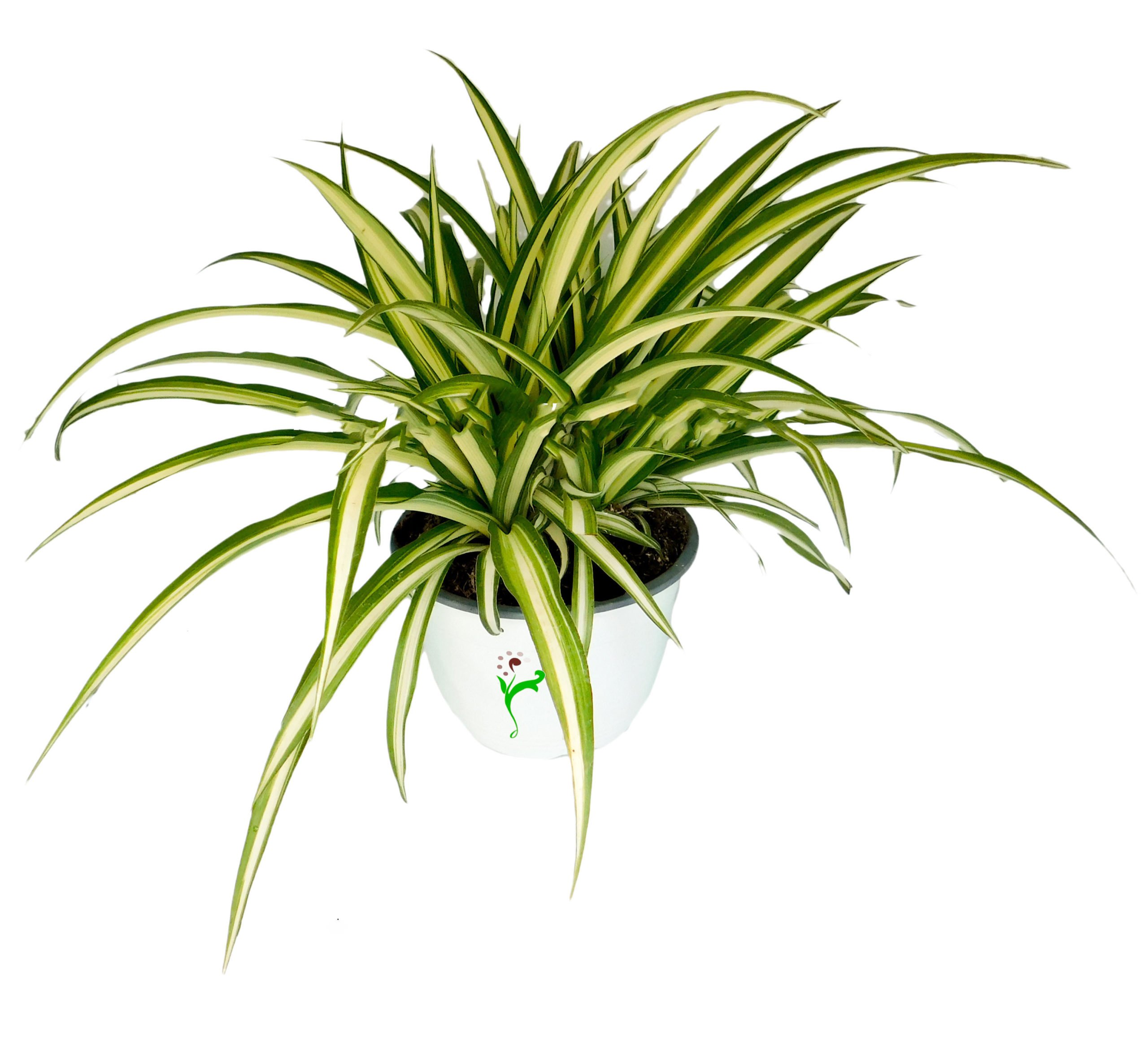 Plantas que no necesitan mucha luz solar 