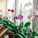 cuidados de las orquídeas phalaenopsis en casa