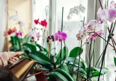 cuidados de las orquídeas phalaenopsis en casa