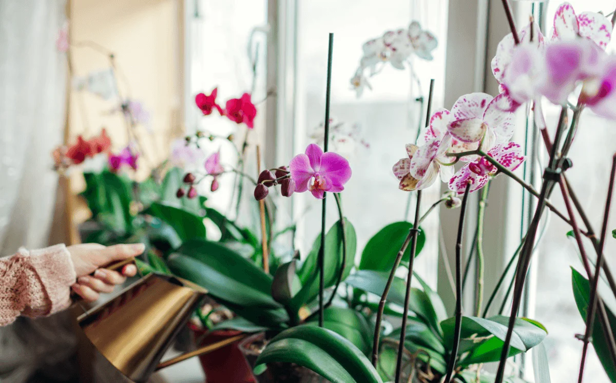 cuidados de las orquídeas phalaenopsis en casa