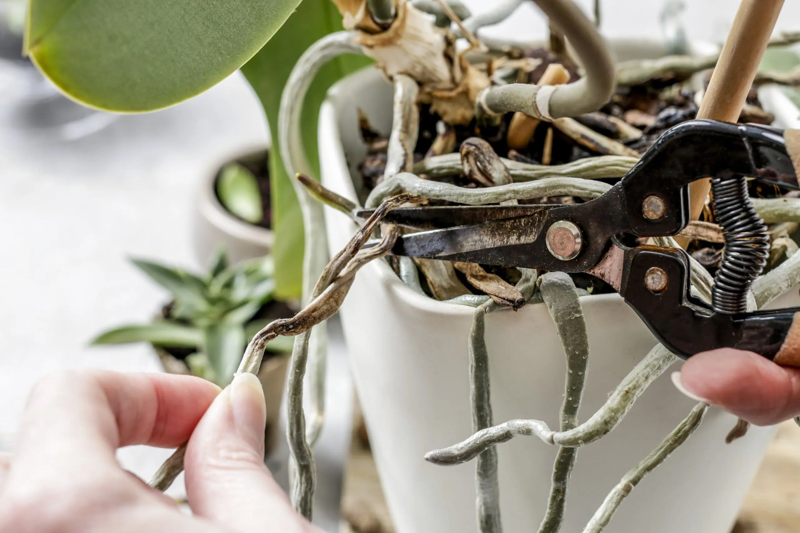 poda de las orquídeas phalaenopsis