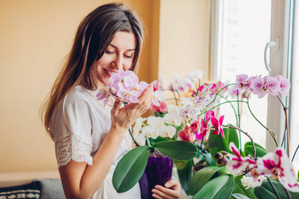 cómo hacer florecer las orquídeas phalaenopsis